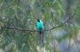 Trinidad2005 - 125 * Green Honeycreeper.